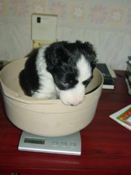 Sophie Getting Weighed